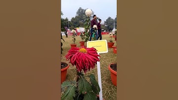 Greeb Ladke Ne Meri madat Ki  Day 2 Mini Vlog #shorts #lucknow #lucknowcity #vlogger
