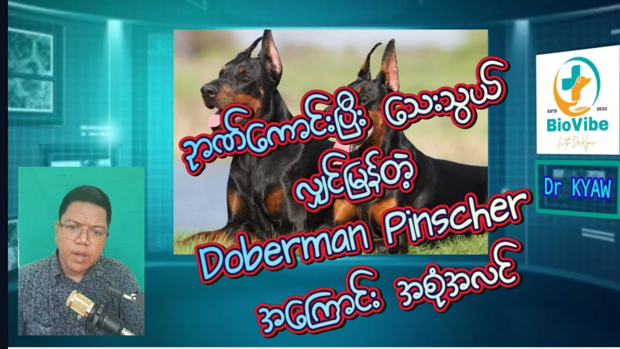 Doberman Pinscher  အကြောင်း အစုံလင်ဆုံး- ခန်းညားသေးသွယ် ဉာဏ်ကောင် မြန်လျှင် ဝုဝု ဒိုဘာမင်