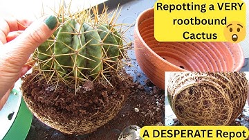 Repotting a VERY Rootbound Cactus #cacti #cactus