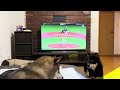 柴犬と野球観戦