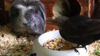 Talking Guinea Pig - sprechendes Meerschwein - Funny Talking Animals