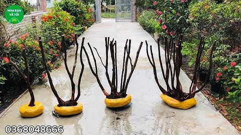 Sim rừng hoa tím hàng bụi rễ nhiều