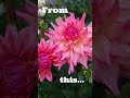 🌺💁♀️ #asmr #nature #dahlia #handmadejewelry #etsyseller