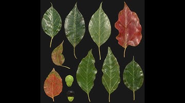 Leaves Texturing sped up in Substance Painter