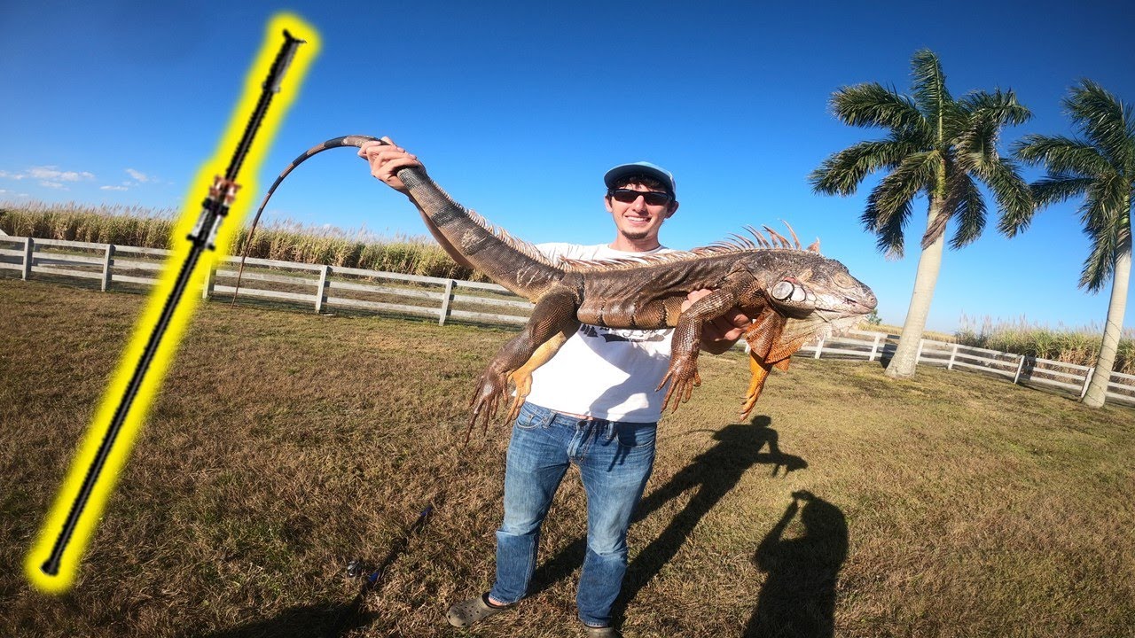 Catch Clean Cook GIANT Iguana Blowgun Hunting YouTube