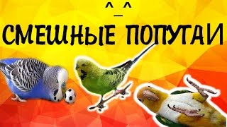 ПОДБОРКА СМЕШНЫХ ВИДЕО С ПОПУГАЯМИ! ЛУЧШЕЕ И СМЕШНОЕ ПОДБОРКА СМЕШНЫХ ВИДЕО С ПОПУГАЯМИ! ЛУЧШЕЕ И СМЕШНОЕ