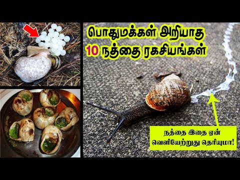 பொதுமக்கள் அறியாத 10 நத்தை ரகசியங்கள்