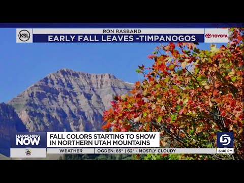 Fall leaves have