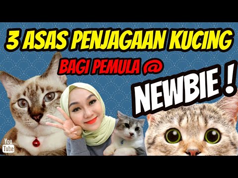 Video: Bagaimanakah kemahiran kucing mendapat namanya?