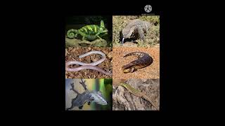 Why do lizard do push - ups.