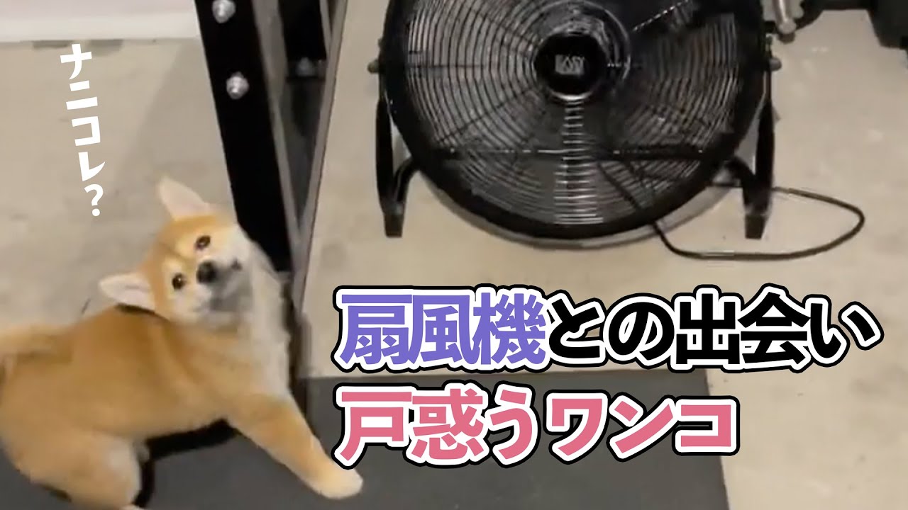 なんだコレ 謎の風 扇風機 を初体験した子柴さん この感動を誰かに伝えようと Peco ペコ