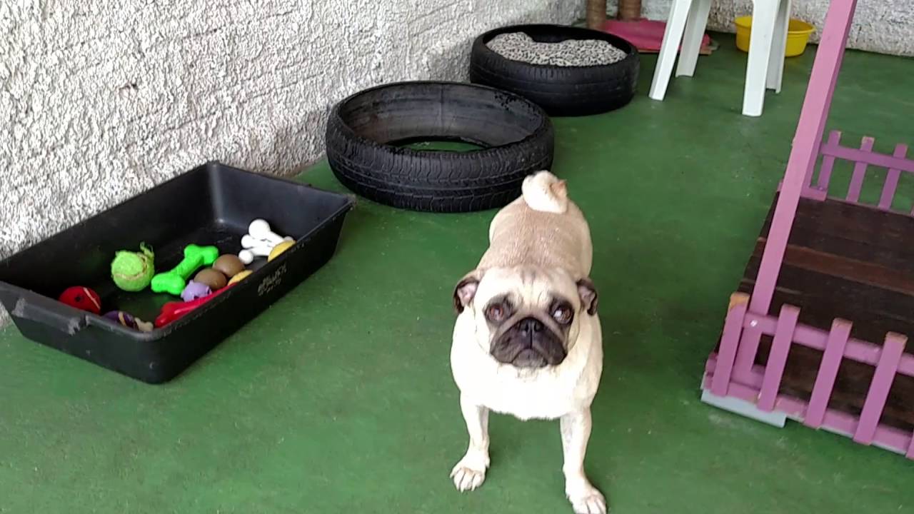 Serviço de babá para cães YouTube