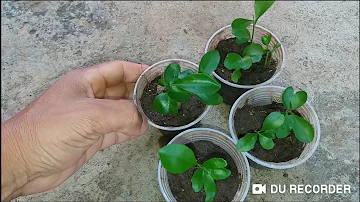 Como plantar Limão Siciliano a partir do caroço?