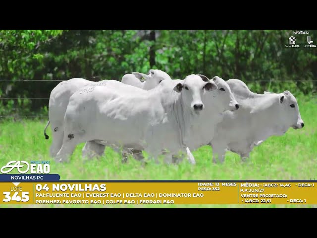 LOTE 345