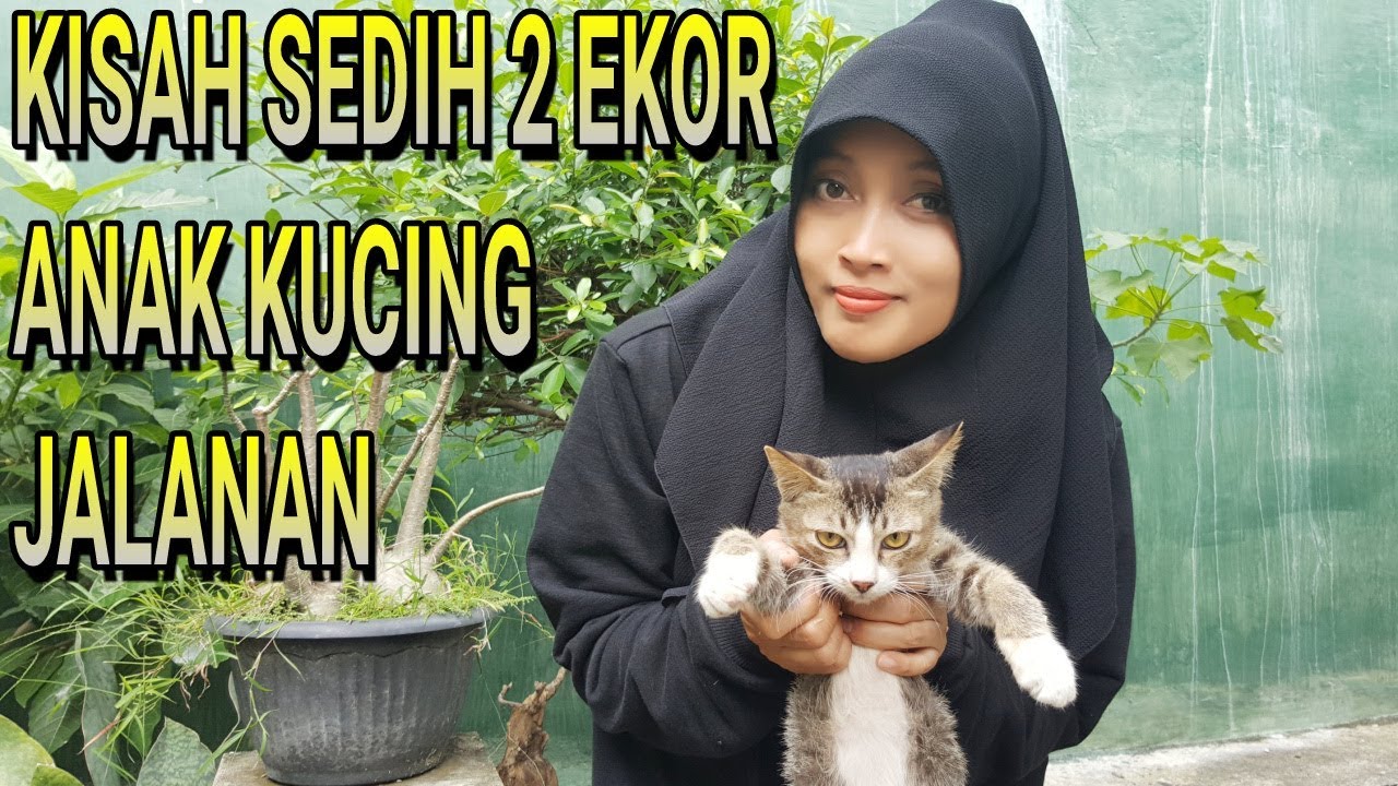 KUCING YANG MALANG, KUCING YANG DISAYANG - (FEATURE)  POOR CATS 