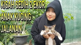 TERHARU SEDIH NANGIS ANAK KUCING JALANAN DI TINGGAL MATI IBUNYA | SAYANG BINATANG DENGAN SEDEKAH