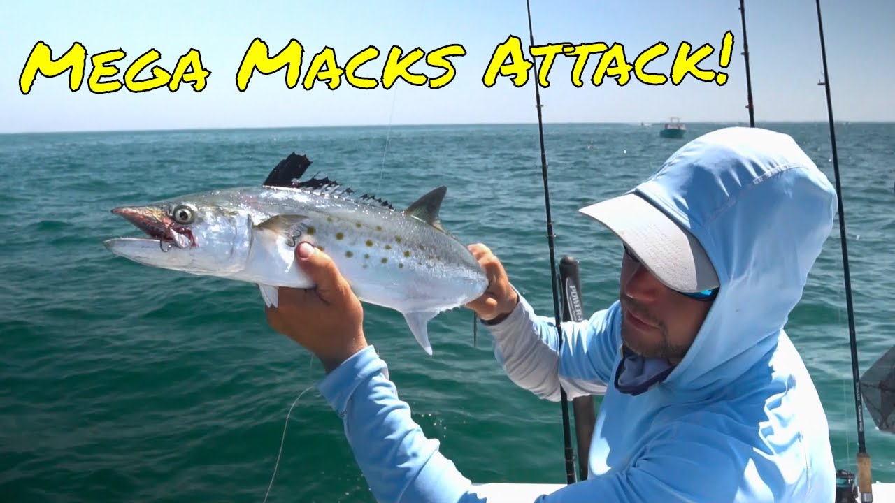 spanish mackerel closures Archives - Topnotch Game Fishing