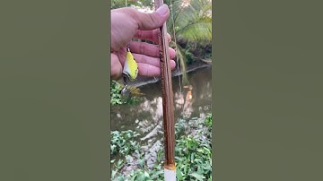 nổ cần tre #fishing #lurecaloc #sonrau #rongchoimientay