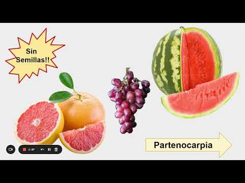 Video: Partenocarpia en plantas - ¿Qué causa la partenocarpia? & ¿Cómo funciona la partenocarpia?