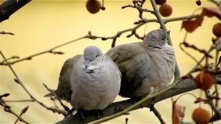 Two pigeons in the cold winter !