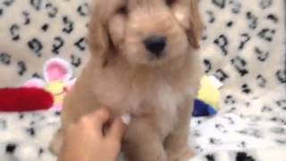 A true teddy bear Miniature Goldendoodle puppy!