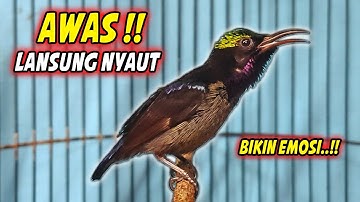 SUARA BURUNG KOLIBRI NINJA GACOR FULL ISIAN ROLL TEMBAK INI, 98% COCOK BUAT PANCINGAN KONIN BAHAN