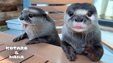まるで子供みたいなカワウソの夏休みに密着！　Otter Squad’s Wild Summer River Adventure!