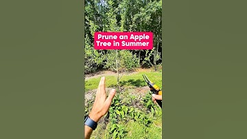 Summer Prune an Apple Tree #shorts #growyourownfood #gardening #orchard #fruit #fruittrees #pruning