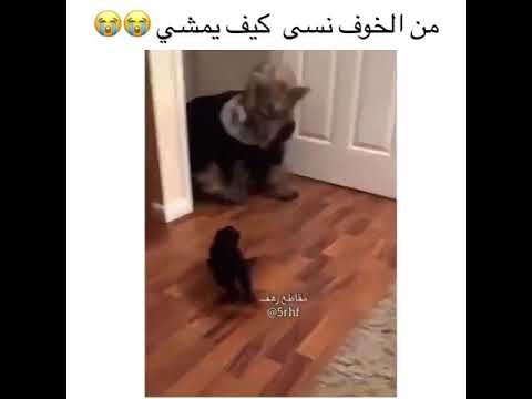 من الخوف نسي كيف يمشي ههههههههه