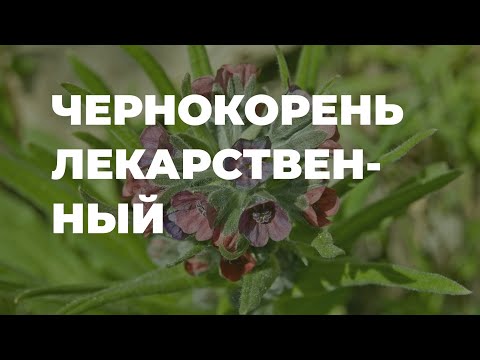 Видео: Черен корен: описание, полезни свойства