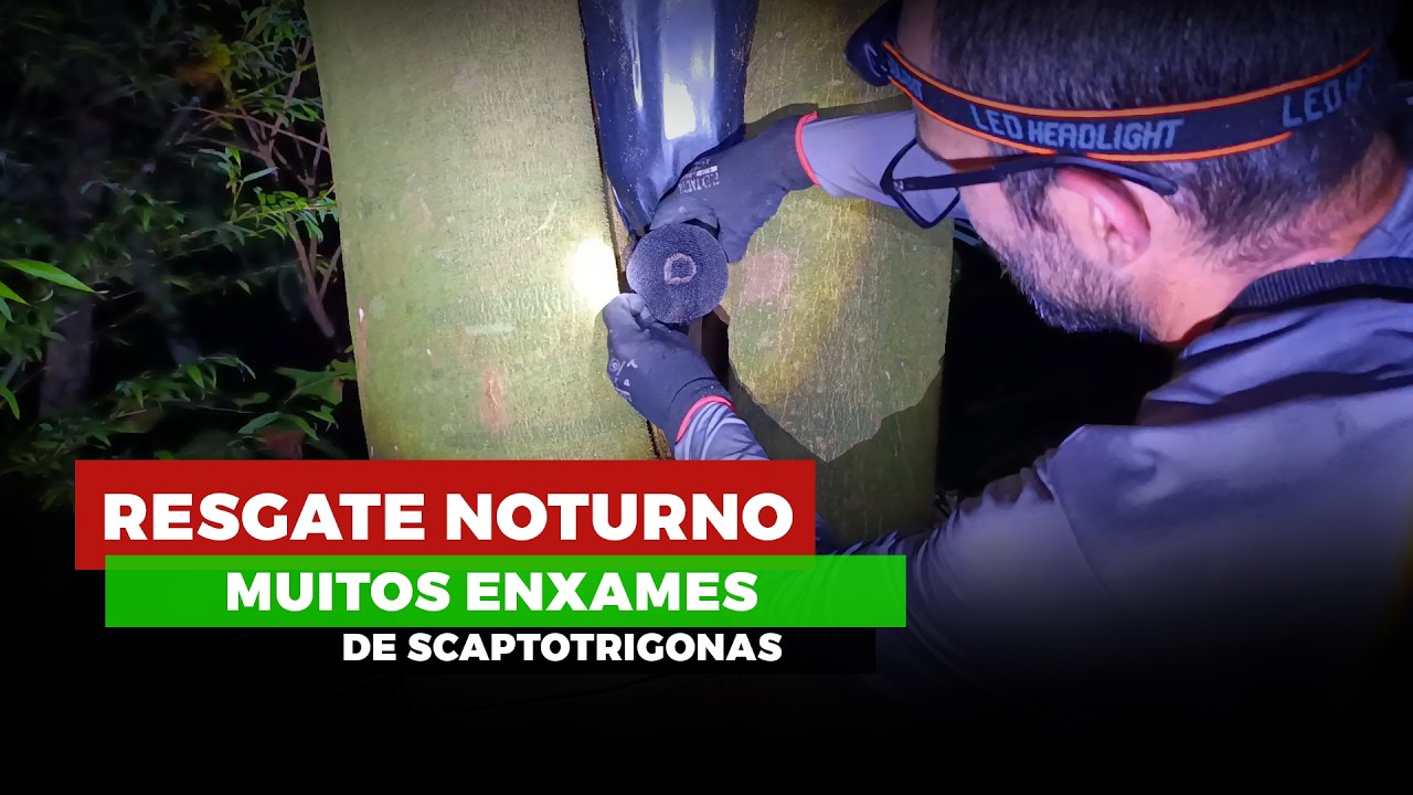 Resgate NOTURNO 11 enxames de Tubuna e Mandaguari! Olha o que aconteceu