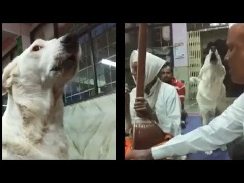 Dog joins kirtan singers at a temple in viral video