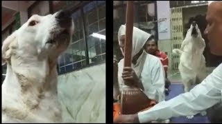 Dog joins kirtan singers at a temple in viral video by surprising but true 42,563 views 5 years ago 2 minutes, 32 seconds