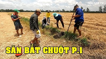 Anh em miền tây săn bắt chuột đồng mùa đông xuân cực vui/NGÃ NĂM TV