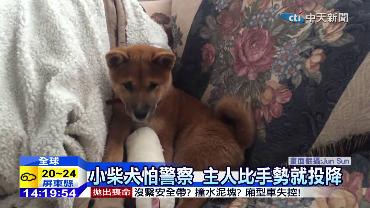 中天新聞小柴犬萌翻主人 比槍 就舉手投降 Youtube