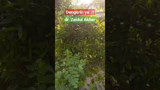 Cara Panen Daun Kelor -