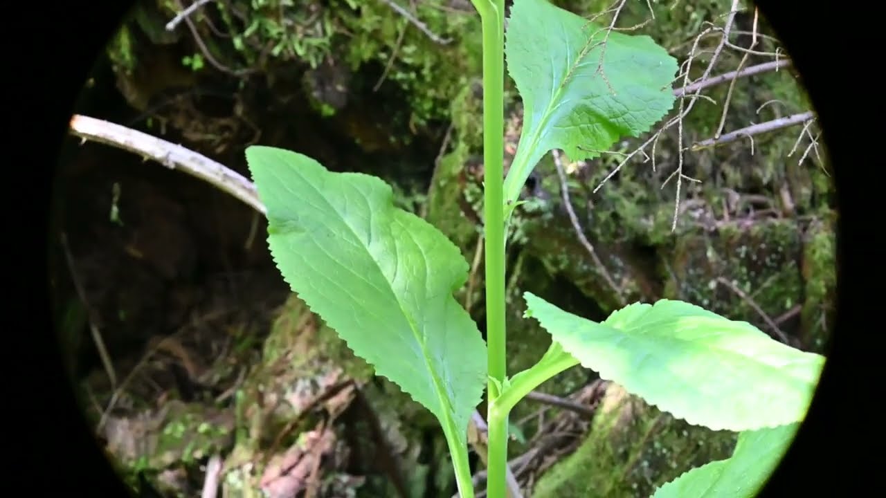 Digitalis purpurea, the foxglove or common foxglove