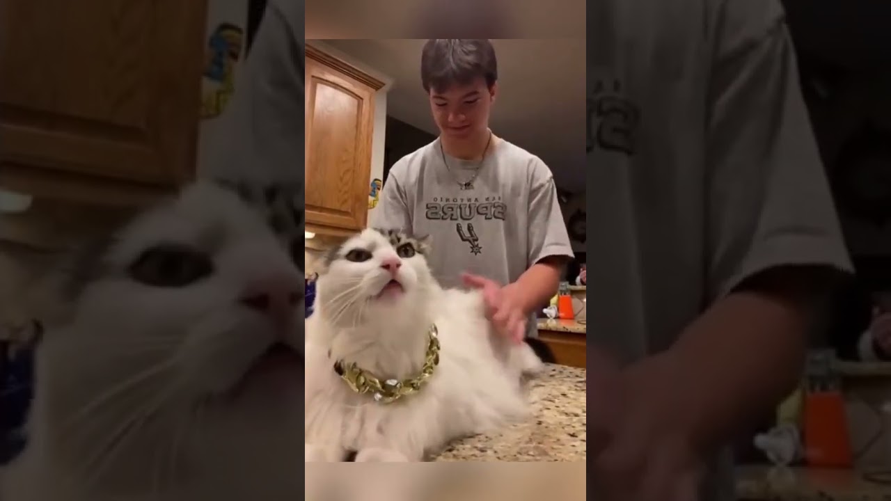 Funny Feathers: 🦜😂📹 