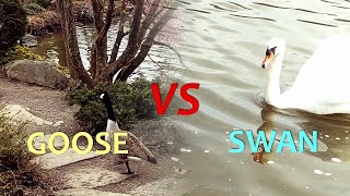 Goose vs Swan - Drama story in Westpark Munich Germany