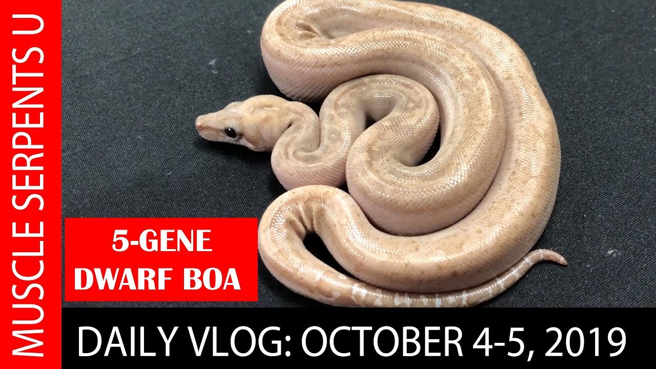 orange dream drink OUTRAGEOUS ONYX BOA MORPHS! October 4-5, 2019