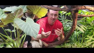 Introduction to genetics and color morphs Morphs Colors And Genetics Explained