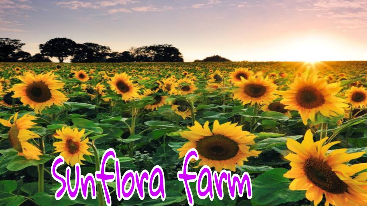 Sunflora farm Laguna sunflowerflowerplantnature YouTube