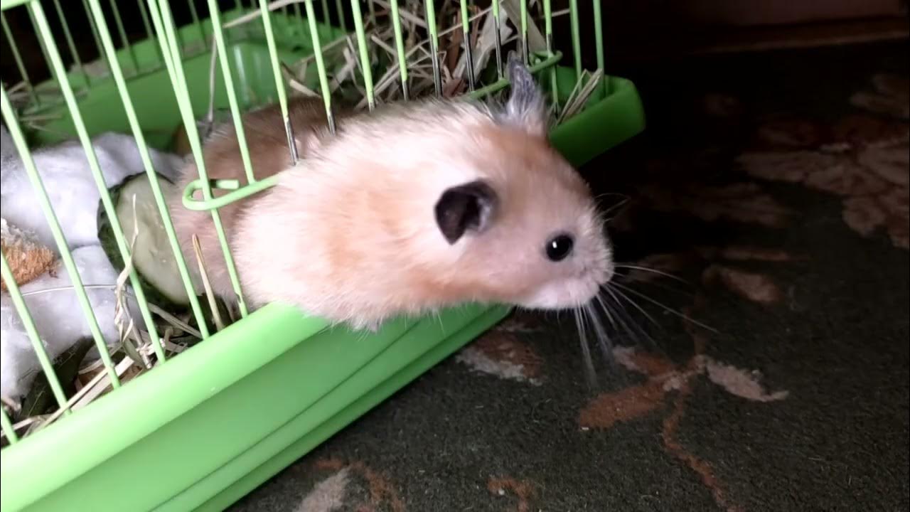 !! ВЫБРАЛСЯ ИЗ ЗАТОЧЕНИЯ САМ!!!! #хомка #хомячок #хомячки #грызун # ...