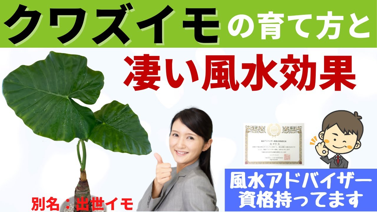 クワズイモを元気に育てる重要ポイントと風水のお話し Youtube