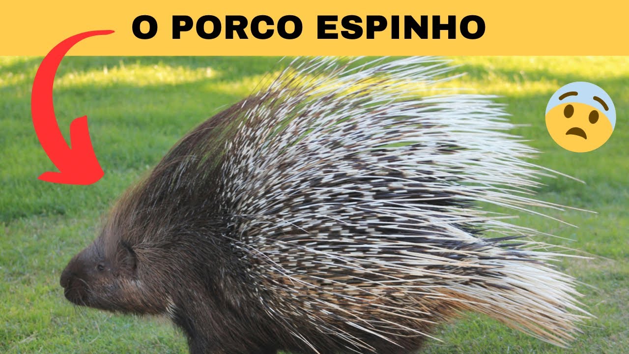 Mundo dos Espinhos - Conheça 6 Curiosidades sobre Porcos-Espinhos! # ...