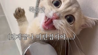 가루는 과연 수속성 고양이?!!! 첫 목욕 냥빨..