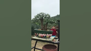 Bonsai hải châu dáng đa mini