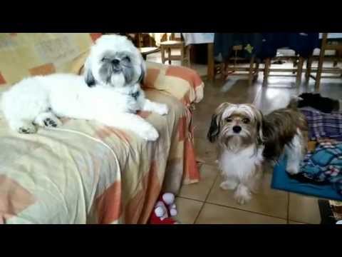 terrier vs shih tzu terrier tibetan lhassa apso junkie vs shih tzu jabba terrier vs shih tzu terrier tibetan lhassa apso junkie vs shih tzu jabba