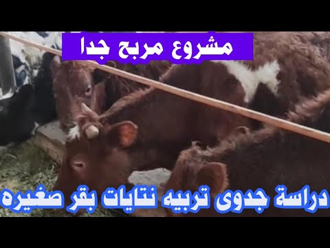 دراسة جدوى مشروع تربيه الأبقار الصغيره بدون علف نهائى ومكاسب مذهله
