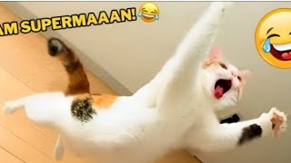 Funniest cat's video || Best of the April  2024 ||part 50 @Laughing_pawas